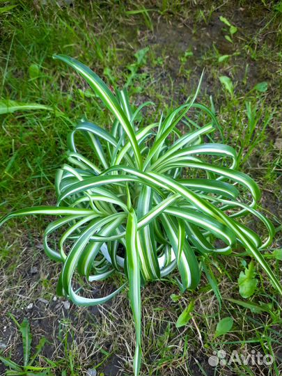 Хлорофитум кудрявый