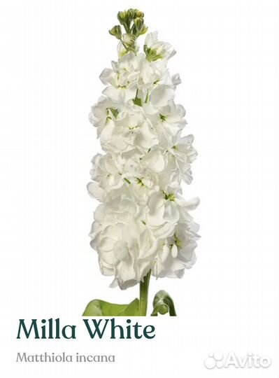 Рассада маттиолы Milla