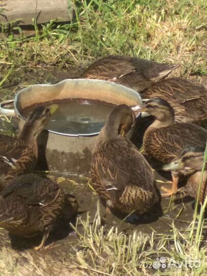 Утки подсадные для охоты