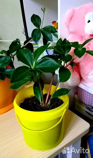 Пеперомия Перескиелистная (Pereskiifolia)