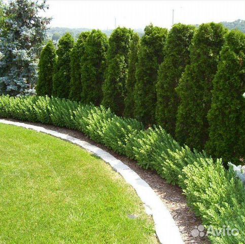 Туи в наличии-Оптом