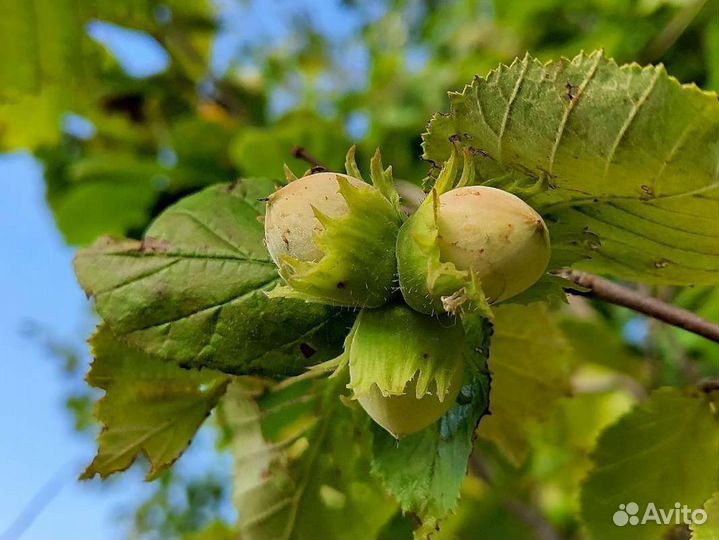 Саженцы лещины(орешника) 50-100 см зкс