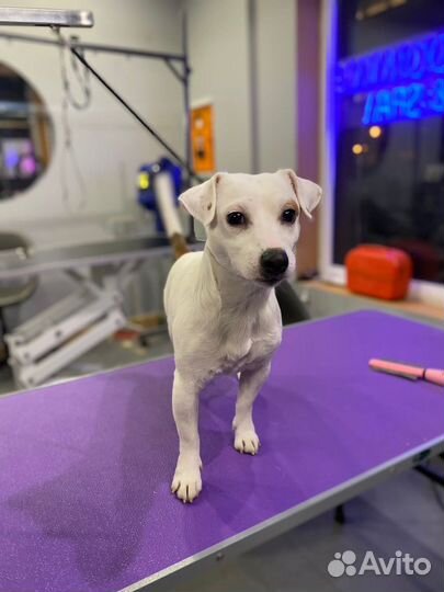 Вязка/случка Джек рассел