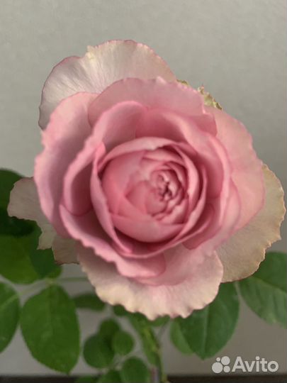 Розы комнатные