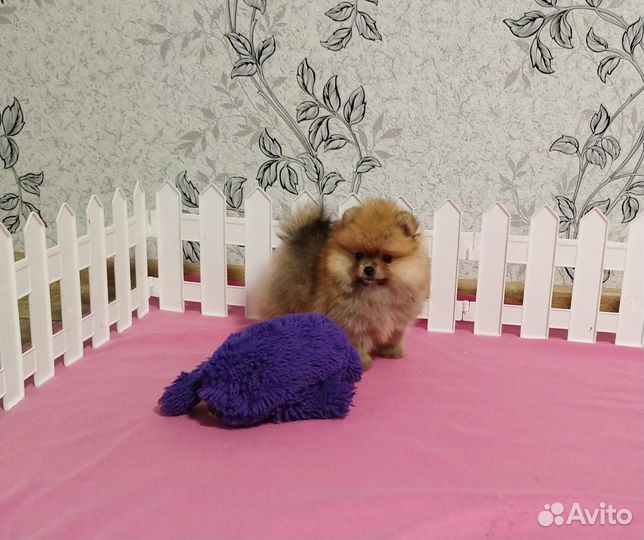 Шпиц щеночки