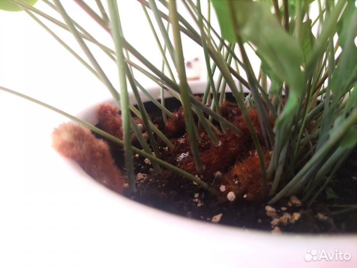 Папоротник флебодиум