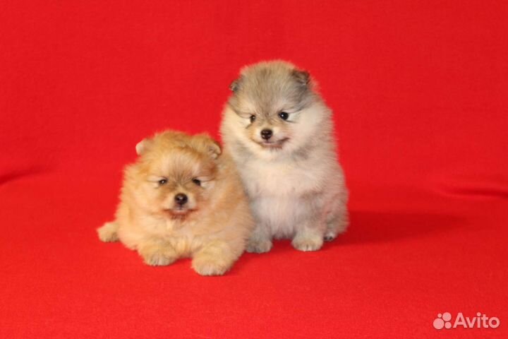 Чистокровные щенки померанца из питомника