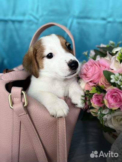 Джек рассел терьер щенки(с документами)