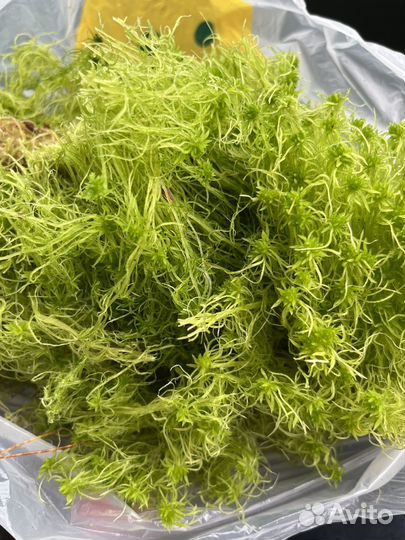 Мох сфагнум живой