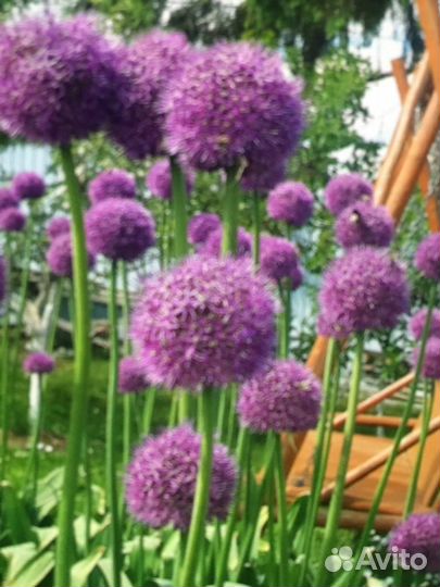 Декоративный лук