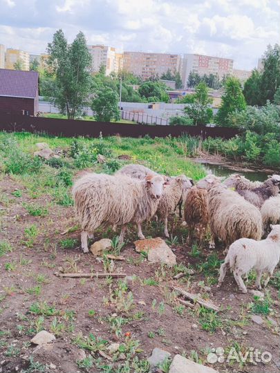 Баран куйбышевский