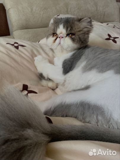 Котик экзот+перс