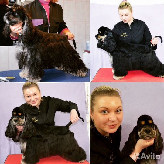 Стрижки кошек и собак груминг выезд на дом