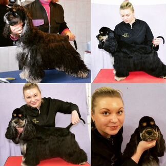 Стрижки кошек и собак груминг выезд на дом