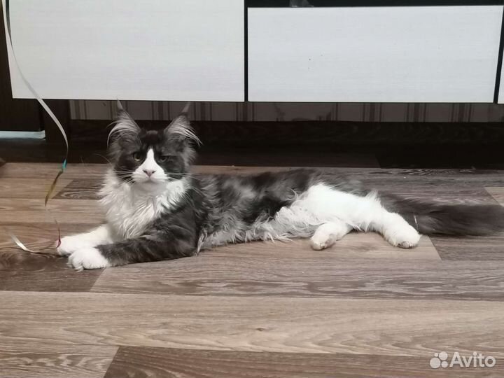 Кошки мейн-кун