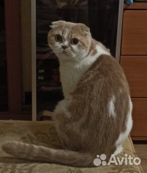 Шотландская вислоухая кошка