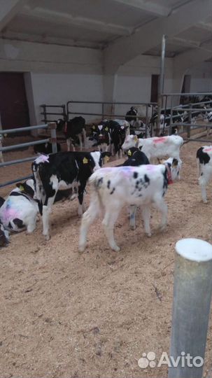 Бычки и телята доставка