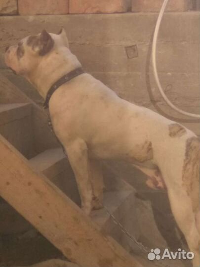 Питбультерьеры