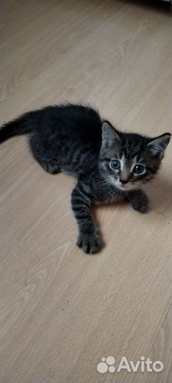 Котята в добрые руки бесплатно