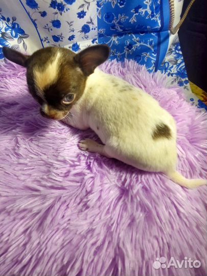 Мини малыш чихуахуа