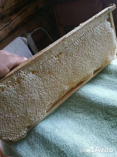 Мёд прополис