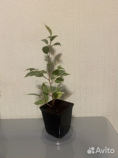 Фикус бенджамина