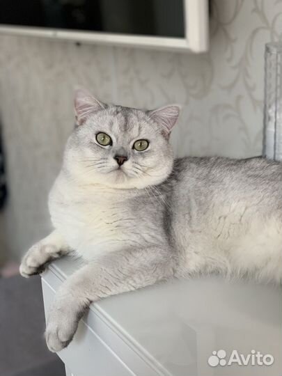 Вязка - шотландский прямоухий кот ns 11