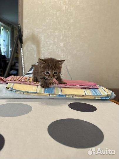 Котёнок в дар