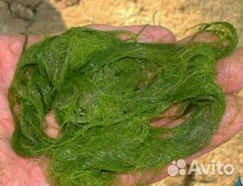 Средство от нитчатых водорослей в пруду