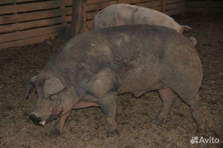 Продам Дюрка