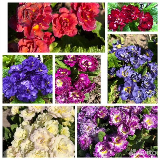 Многолетники садовые