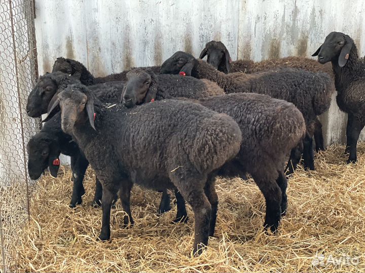 Баранчики Гиссарской породы