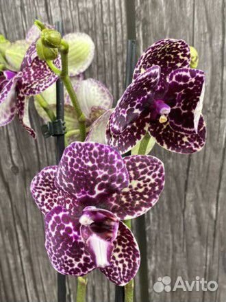 Орхидея Lioulin Vild Cat