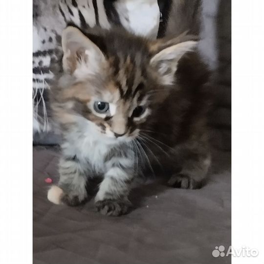 Домашние животные