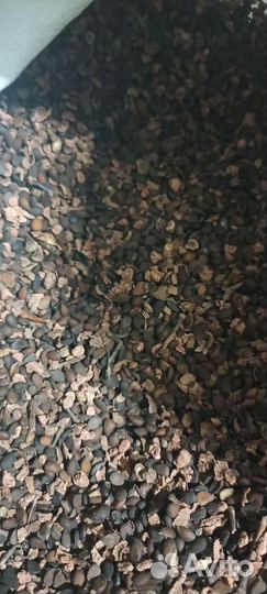 Семена груши