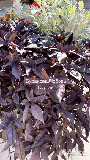 Батат Посконник шоколадный