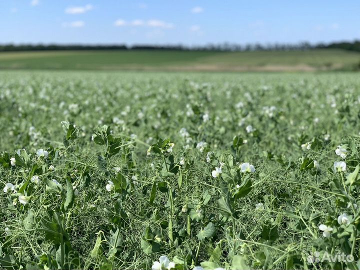 Семена Гороха