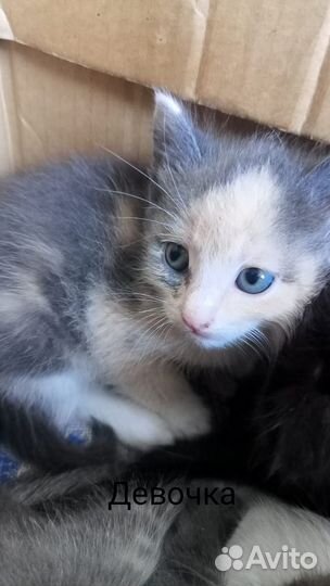 Котёнок девочка в добрые руки бесплатно