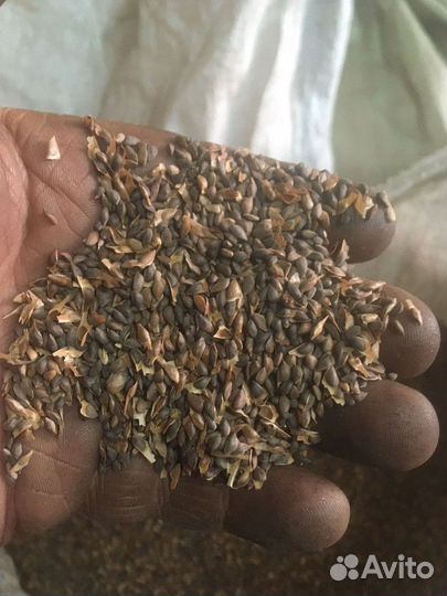 Еловое семя - корм Клестам, всем зерноядным птицам