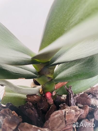 Орхидея Phal. Sogo Lawrence