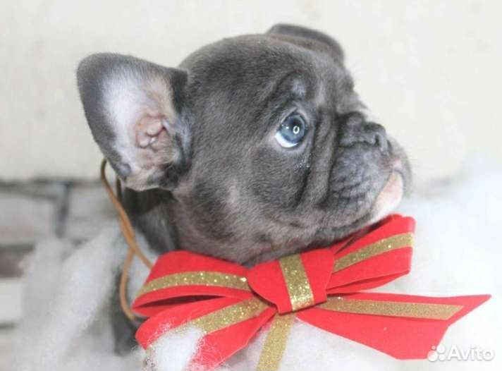 Французский бульдог