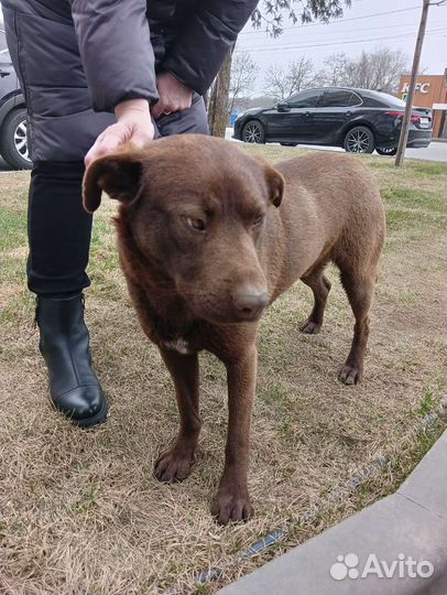 Косоглазый красавчик ищет дом, кобель