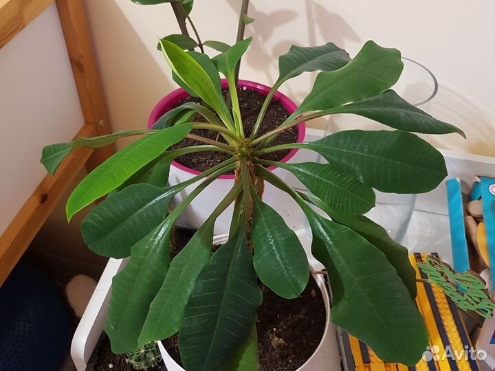 Молочай плюмерия взрослое растение