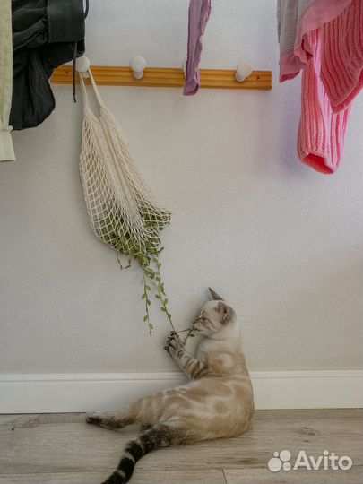 Котик в добрые руки