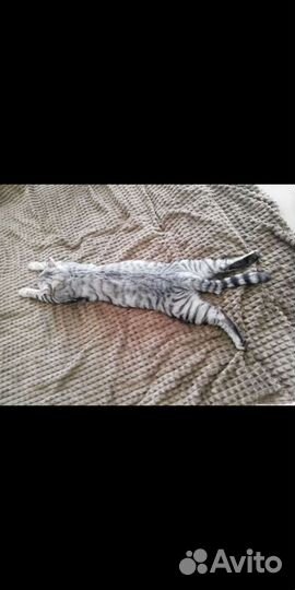 Вязка Шотландский кот