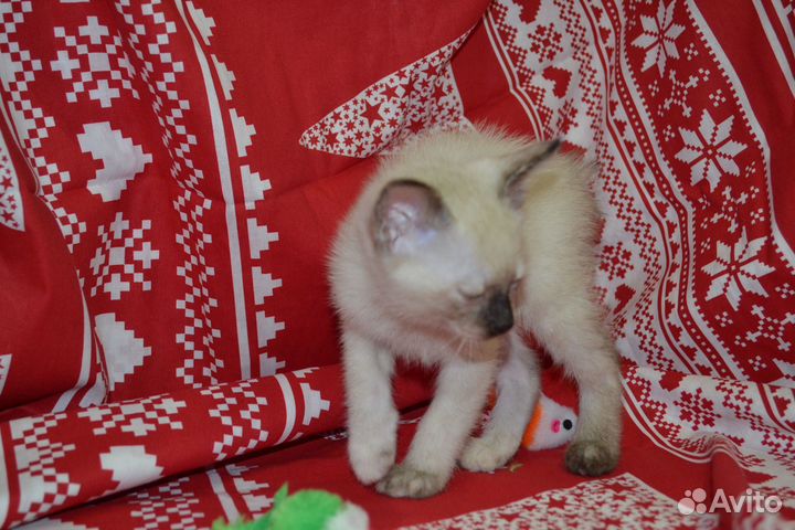 Меконгский бобтейл