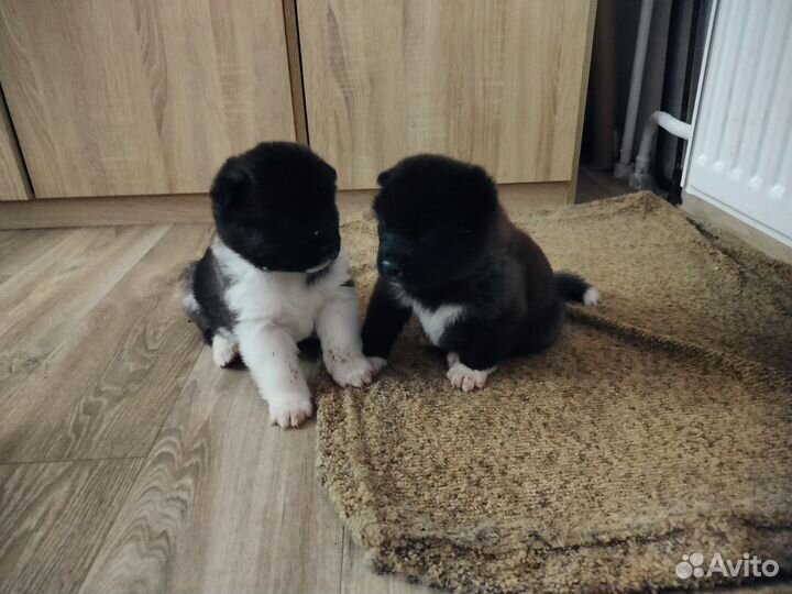 Щеночки Американской Акиты