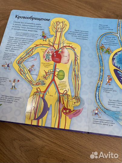 Книга с окошками для детей. Строение человека