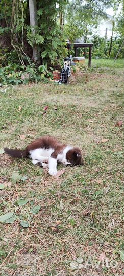 Котенок (мальчик)