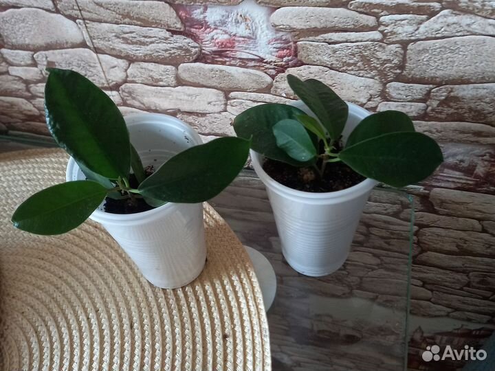 Фикус отростки.микрокарпа